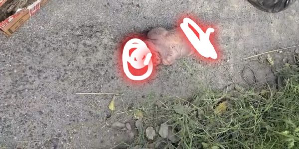 கோவையில் குழந்தை நரபலியா?