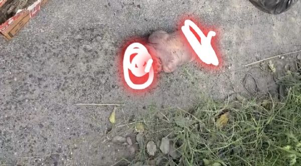 Child sacrifice in Coimbatore Child sacrifice in Coimbatore