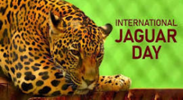 இன்று (நவம்பர் 29) சர்வதேச ஜாகுவார் தினம் (International Jaguar Day)