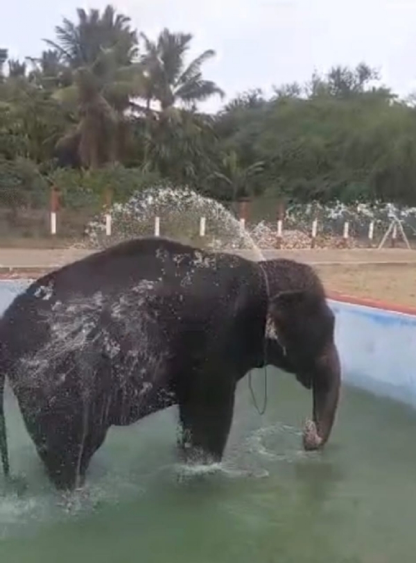 The Pattiswarar Temple in Perur, Coimbatore, had a temple elephant known as Kalyani, who was reportedly suffering from poor health and not eating for over a week.