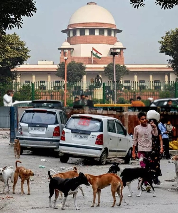 இன்று சுப்ரீம் கோர்ட்டில் தெரு நாய்கள் தொடர்பான வழக்கு மீண்டும் விசாரணை - தலைமை செயலாளர்கள் நேரில் ஆஜராவார்கள் என எதிர்பார்ப்பு இன்று சுப்ரீம் கோர்ட்டில் தெரு நாய்கள் தொடர்பான வழக்கு மீண்டும் விசாரணை - தலைமை செயலாளர்கள் நேரில் ஆஜராவார்கள் என எதிர்பார்ப்பு