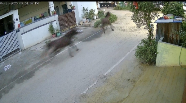 In Coimbatore, another horse that was running at high speed chased and knocked down a two-wheeler rider in the morning before biting him. The CCTV footage of the incident has caused shock. In Coimbatore, another horse that was running at high speed chased and knocked down a two-wheeler rider in the morning before biting him. The CCTV footage of the incident has caused shock.