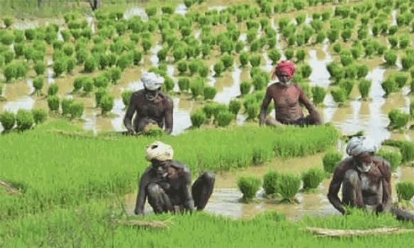 நவ 15 ஆம் தேதி வரை விவசாயிகள் அடையாள எண் வழங்கும் சிறப்பு முகாம் - வேளாண்மை துறை அறிவிப்பு நவ 15 ஆம் தேதி வரை விவசாயிகள் அடையாள எண் வழங்கும் சிறப்பு முகாம் - வேளாண்மை துறை அறிவிப்பு