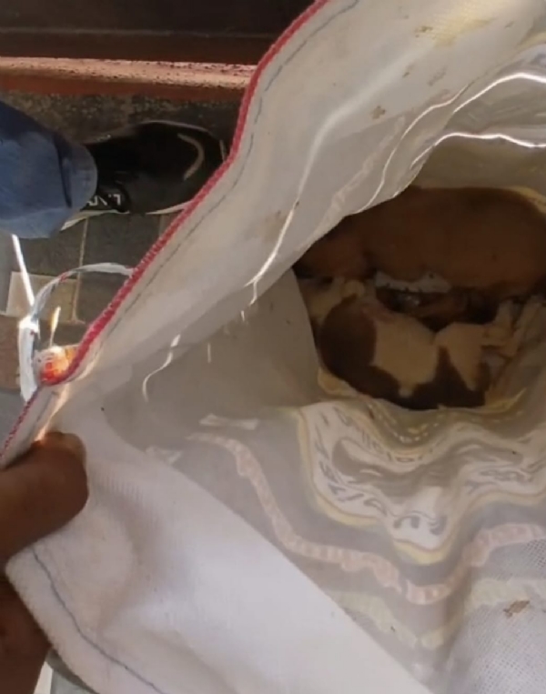 Coimbatore: CCTV footage has emerged showing a man brutally killing puppies by hitting them with stones near Saravanampatti at night, causing widespread shock. Coimbatore: CCTV footage has emerged showing a man brutally killing puppies by hitting them with stones near Saravanampatti at night, causing widespread shock.