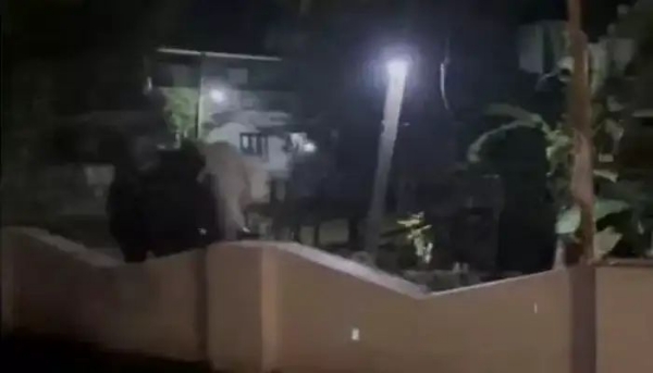 Wild elephant attack Wild elephant attack