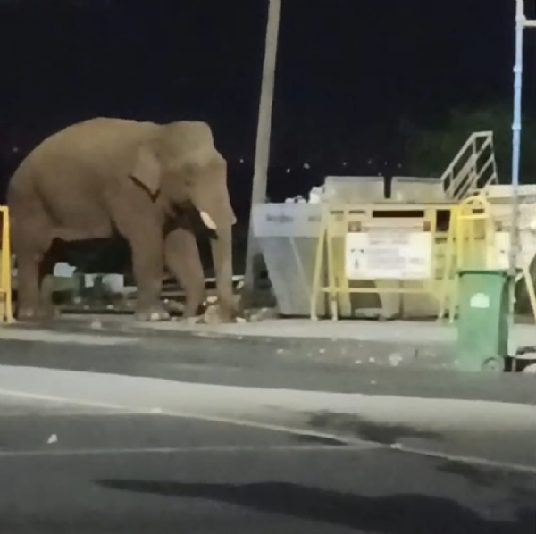The viral video shows a wild elephant rummaging through trash bins at the Marudamalai Temple ground in Coimbatore.