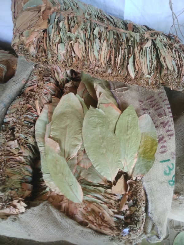 Peedi Leaf Peedi Leaf