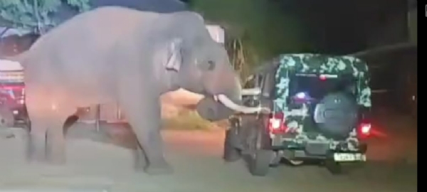 In Coimbatore district, a wild elephant named Baahubali entered the Mettupalayam Forest College. When forest officials tried to chase it away using a jeep, the elephant became angry after the vehicle brushed against it. In Coimbatore district, a wild elephant named Baahubali entered the Mettupalayam Forest College. When forest officials tried to chase it away using a jeep, the elephant became angry after the vehicle brushed against it.