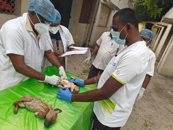 A young man under the influence of cannabis was arrested in Coimbatore for brutally killing two young stray puppies by hitting them with stones. A young man under the influence of cannabis was arrested in Coimbatore for brutally killing two young stray puppies by hitting them with stones.