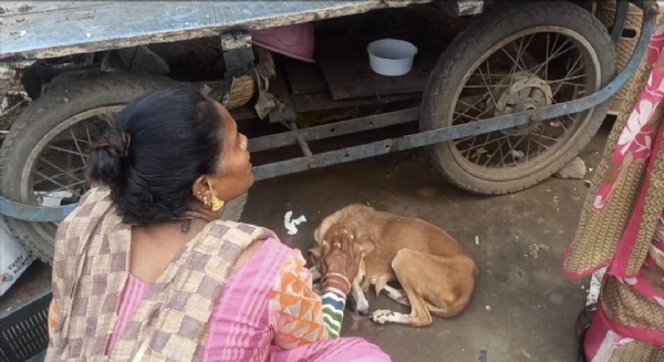 A stray dog roaming near Gandhipuram bus station in Coimbatore was severely injured after being hit by a bus A stray dog roaming near Gandhipuram bus station in Coimbatore was severely injured after being hit by a bus