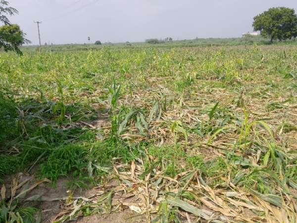 பயிர்கள் பயிர்கள்