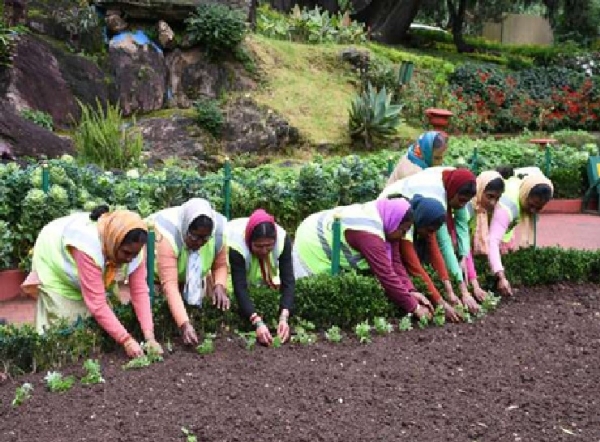 ஊட்டி தாவரவியல் பூங்காவில் மலர் கண்காட்சிக்கான நாற்று நடவு பணிகள் தொடக்கம் ஊட்டி தாவரவியல் பூங்காவில் மலர் கண்காட்சிக்கான நாற்று நடவு பணிகள் தொடக்கம்