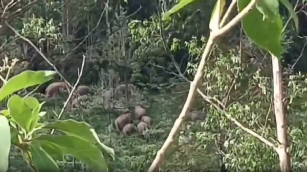 Mancholai Elephants Mancholai Elephants