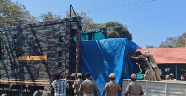 வனத்துறை கூண்டில் சிக்கிய புலி வண்டலூர் உயிரியல் பூங்காவிற்கு அனுப்பி வைப்பு