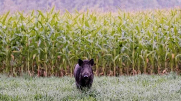 Wild Boars Wild Boars