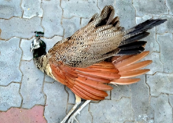 லும் லும்