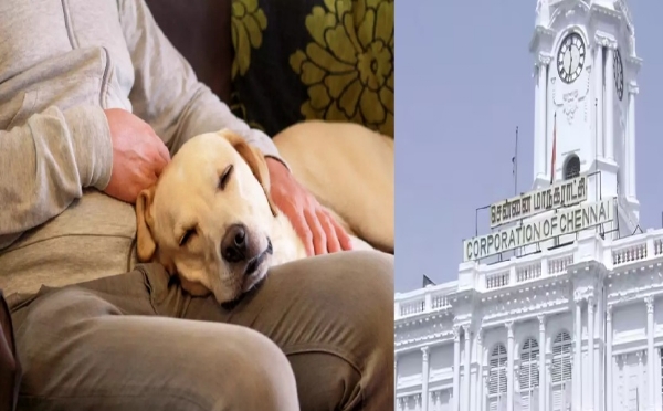 செல்லப் பிராணிகளுக்கு உரிமம் வழங்கும் முகாம் தொடக்கம் - சென்னையில் இன்று 8 இடங்களில் நடைபெறுகிறது செல்லப் பிராணிகளுக்கு உரிமம் வழங்கும் முகாம் தொடக்கம் - சென்னையில் இன்று 8 இடங்களில் நடைபெறுகிறது