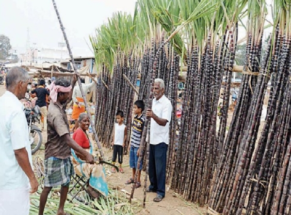கரும்பு விற்பனை தொடக்கம் கரும்பு விற்பனை தொடக்கம்