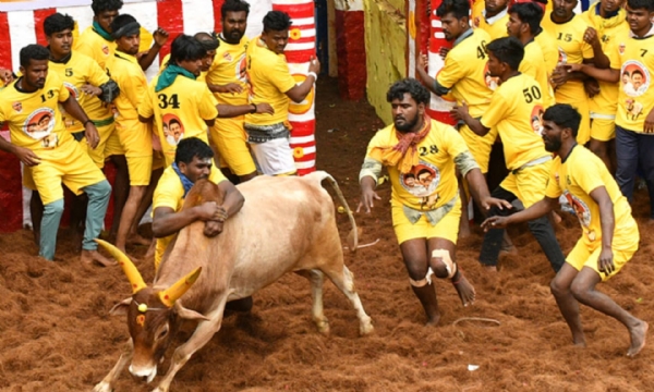 Jallikattu Jallikattu