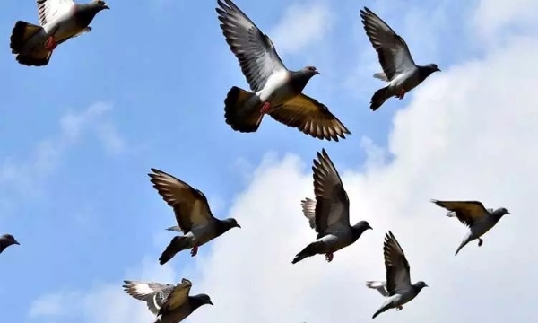 புறாக்களுக்கு உணவளிப்பதற்கான நேரக் கட்டுப்பாடுகளை பின்பற்ற வேண்டும் - கர்நாடக அரசு உத்தரவு