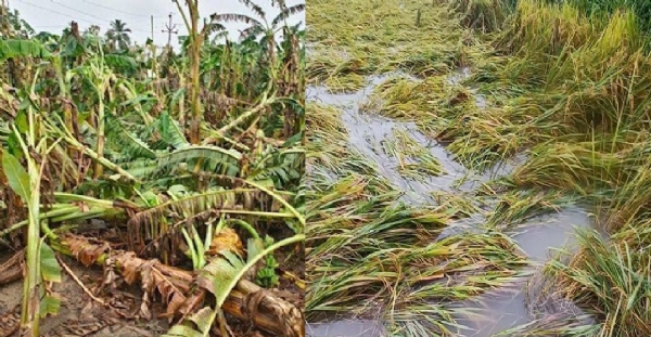 டித்வா புயலால் 500 ஏக்கர் நெற்பயிர்கள் மழைநீரில் மூழ்கி சேதம் - நிவாரணம் வழங்க விவசாயிகள் கோரிக்கை டித்வா புயலால் 500 ஏக்கர் நெற்பயிர்கள் மழைநீரில் மூழ்கி சேதம் - நிவாரணம் வழங்க விவசாயிகள் கோரிக்கை