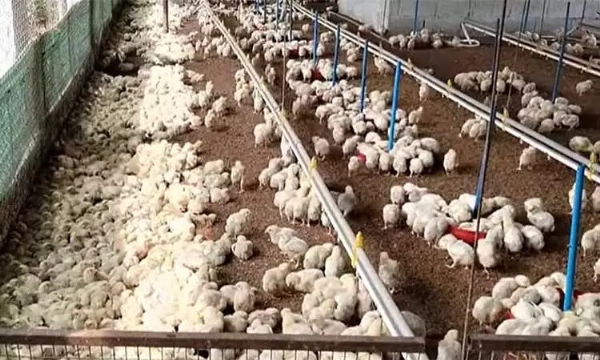 திருப்பூரில் வரும் 1-ந்தேதி முதல் கறிக்கோழி பண்ணை விவசாயிகள் உற்பத்தி நிறுத்த போராட்டம்