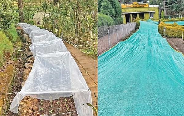 கொடைக்கானலில் பனிப்பொழி அதிகரிப்பு - ஒரு லட்சம் மலர்ச் செடிகளை பாதுகாக்க தோட்டக்கலைத் துறை நடவடிக்கை கொடைக்கானலில் பனிப்பொழி அதிகரிப்பு - ஒரு லட்சம் மலர்ச் செடிகளை பாதுகாக்க தோட்டக்கலைத் துறை நடவடிக்கை