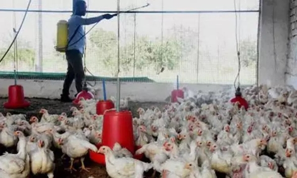 கேரளாவில் ஆலப்புழை, கோட்டயம் மாவட்டங்களின் பல்வேறு பகுதிகளில் வேகமாக பரவி வரும் பறவை காய்ச்சல்