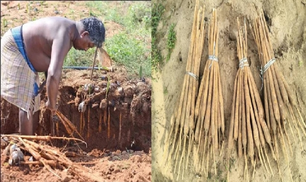 தமிழக அரசின் பொங்கல் தொகுப்பில் பனங்கிழங்கை சேர்க்க  வேண்டும் - பனைத்தொழிலாளர்கள் கோரிக்கை