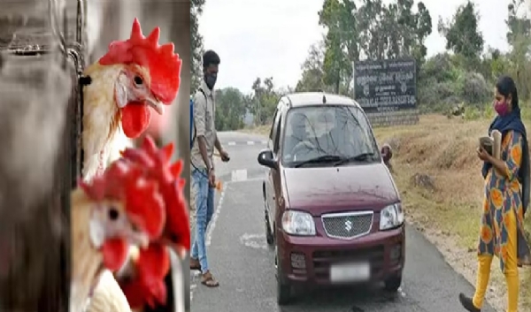 கேரளாவில் பரவும் பறவை காய்ச்சல் - கேரள தமிழக எல்லையோர மாவட்டங்களில் கண்காணிப்பு தீவிரம்