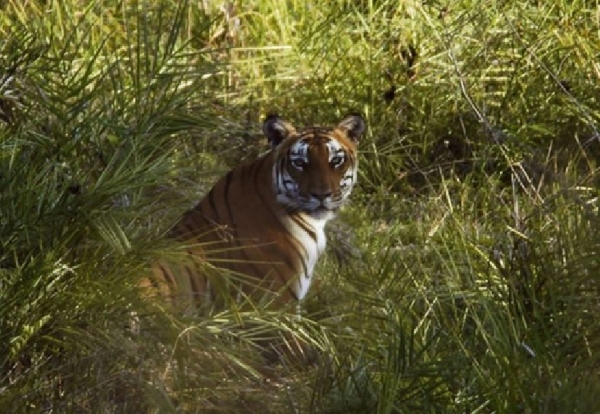 சத்தியமங்கலம் புலிகள் காப்பகத்தில் புலிகள் கணக்கெடுப்பு இன்று முதல் தொடக்கம் சத்தியமங்கலம் புலிகள் காப்பகத்தில் புலிகள் கணக்கெடுப்பு இன்று முதல் தொடக்கம்