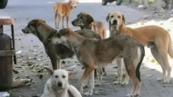 தெருநாய்