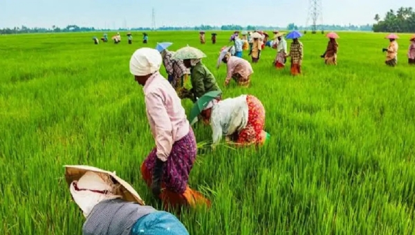 பாரம்பரிய நெல் ரக பாதுகாவலர் விருது பெற விண்ணப்பிக்கலாம் - வேளாண்மைத்துறை அறிவிப்பு பாரம்பரிய நெல் ரக பாதுகாவலர் விருது பெற விண்ணப்பிக்கலாம் - வேளாண்மைத்துறை அறிவிப்பு