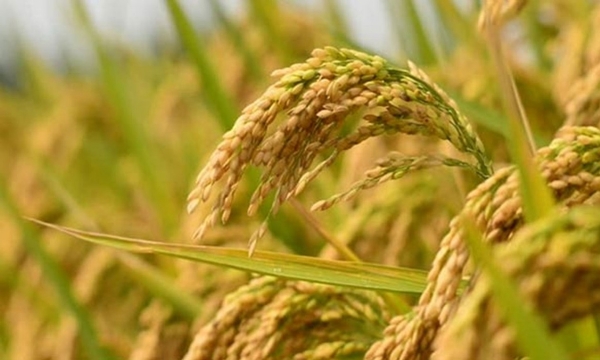 பயிர் விளைச்சல் போட்டி விவசாயிகள் பங்கேற்க வேளாண்துறை அழைப்பு பயிர் விளைச்சல் போட்டி விவசாயிகள் பங்கேற்க வேளாண்துறை அழைப்பு