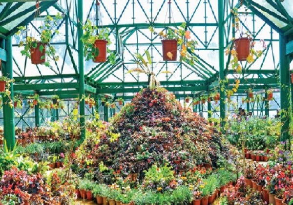 ஊட்டி தாவரவியல் பூங்காவில் பால்சம் மலர் அலங்காரம் - சுற்றுலா பயணிகளை கவர தோட்டக்கலைத்துறை நடவடிக்கை