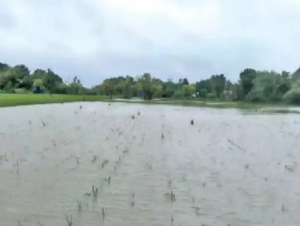 டித்வா புயலால் நீரில் மூழ்கிய 1,250 ஏக்கர் நெற்பயிர் - விவசாயிகள் வேதனை டித்வா புயலால் நீரில் மூழ்கிய 1,250 ஏக்கர் நெற்பயிர் - விவசாயிகள் வேதனை