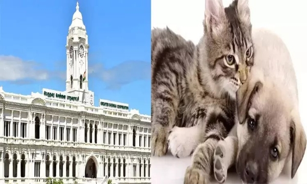 தொடர் மழை காரணமாக சென்னையில் செல்லப்பிராணிகளுக்கு உரிமம் பெற காலக்கெடு டிசம்பர் 14ம் தேதி வரை நீட்டிப்பு தொடர் மழை காரணமாக சென்னையில் செல்லப்பிராணிகளுக்கு உரிமம் பெற காலக்கெடு டிசம்பர் 14ம் தேதி வரை நீட்டிப்பு