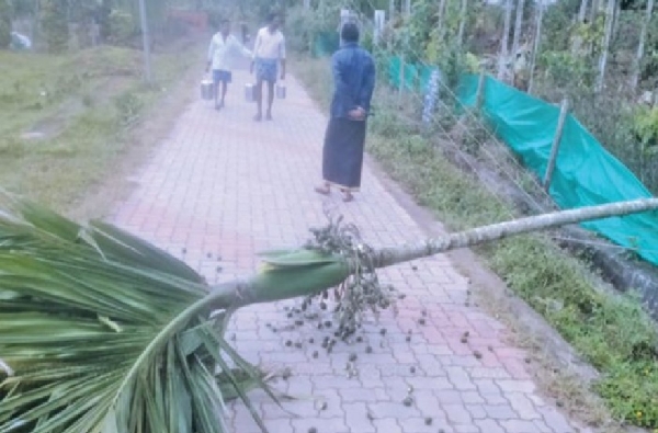 தோட்டத்தில் புகுந்த காட்டு யானை பாக்குமரத்தை தள்ளி சாய்த்ததில் மின்கம்பி சேதம் தோட்டத்தில் புகுந்த காட்டு யானை பாக்குமரத்தை தள்ளி சாய்த்ததில் மின்கம்பி சேதம்