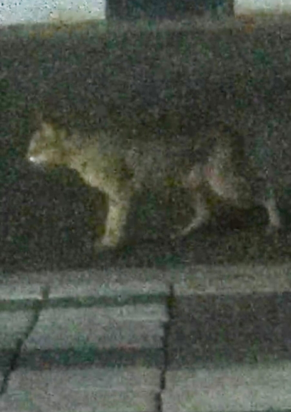 A wildcat that looked like a leopard - people trembled in fear. A wildcat that looked like a leopard - people trembled in fear.