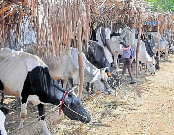 நவீன மாடுகள் காப்பகங்களை பராமரிக்க தொண்டு நிறுவனங்கள் விண்ணப்பிக்கலாம் - சென்னை மாநகராட்சி எச்சரிக்கை