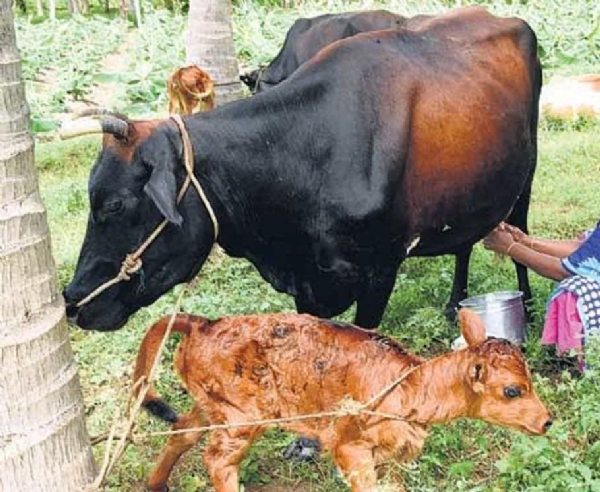 கறவை மாடு கடன் திட்டத்தில் ரூ.1.20 லட்சம் பெறுவது எப்படி