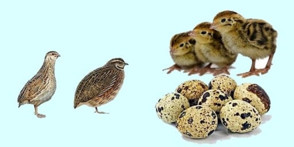காடை வளர்ப்பு