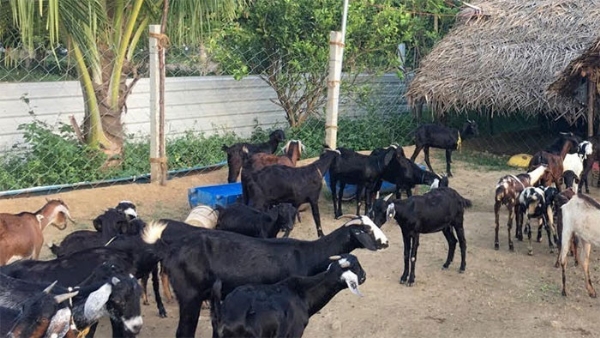 ஆட்டு சாணத்தில் நிறைந்திருக்கும் மண் வளத்திற்கான இயற்கை சத்துக்கள்