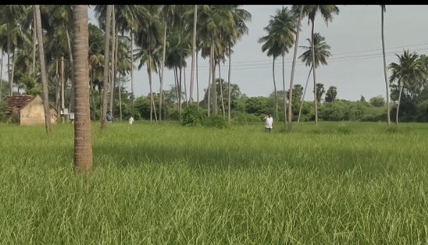 விவசாயம்