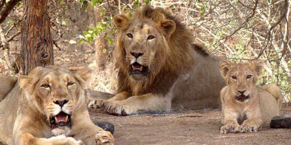 குஜராத்தில் ஆசிய சிங்கங்களின் எண்ணிக்கை அதிகரிப்பு