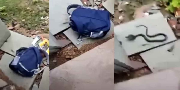 பாம்பு பாம்பு