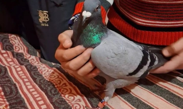 ஜம்மு பாகிஸ்தான் எல்லை அருகே கால்களில் மோதிரம், இறக்கையில் முத்திரையுடன் பிடிபட்ட புறா