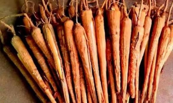 பனங்கிழங்கு