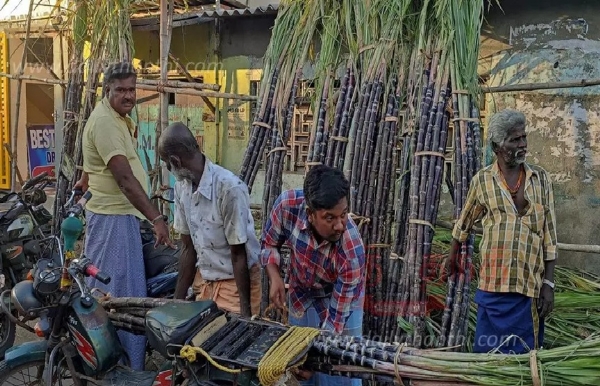 பொங்கல் பண்டிகையை முன்னிட்டு கரும்புகள் விற்பனை மும்முரம் பொங்கல் பண்டிகையை முன்னிட்டு கரும்புகள் விற்பனை மும்முரம்