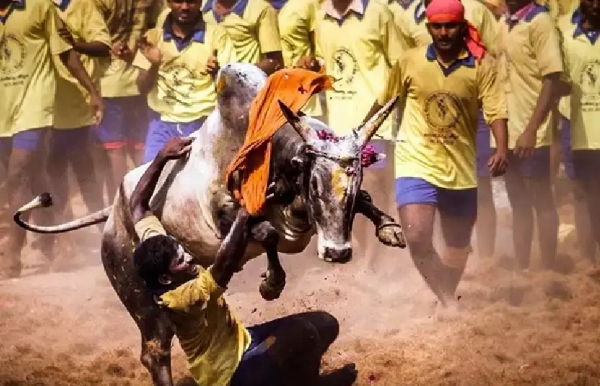 மதுரை அவனியாபுரத்தில் நாளை ஜல்லிக்கட்டு போட்டி - முன்னேற்பாடுகள் தீவிரம்